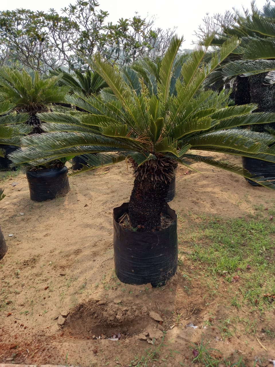 Best Kadiyam Nursery Call 6309717556, Kadiyam Nursery /kadiyam Online